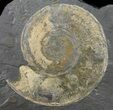 Wide Pyritized Ammonite Fossil - Germany #50961-1